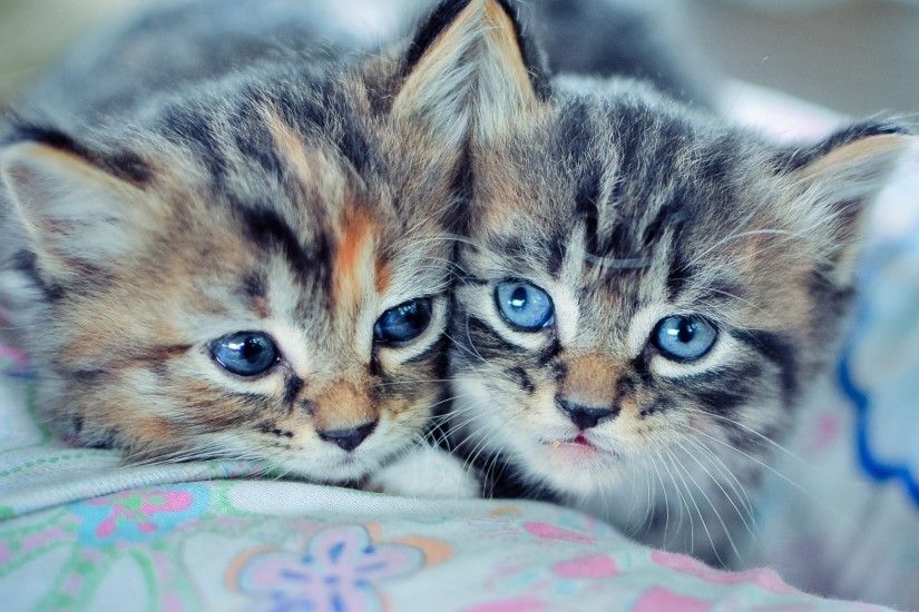 ... cute kittens widescreen wallpaper wide wallpapers net ...