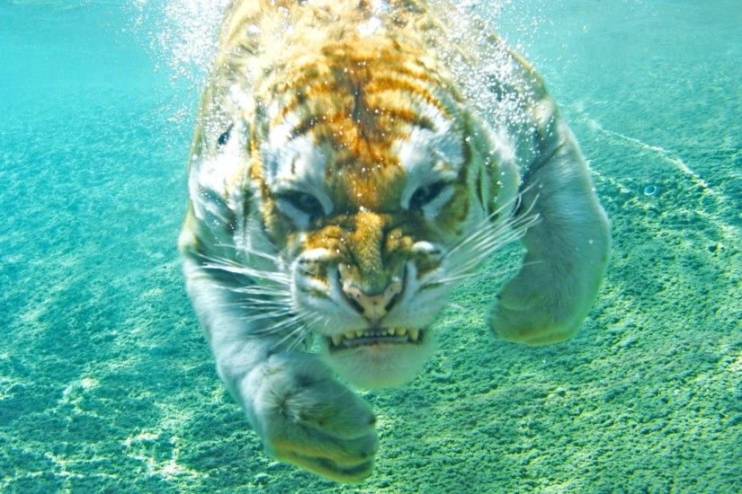 tiger, Animals, Underwater, Nature Wallpapers HD / Desktop and Mobile  Backgrounds