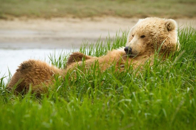 1920x1080 Wallpaper grizzly, bear, grass, lie, funny