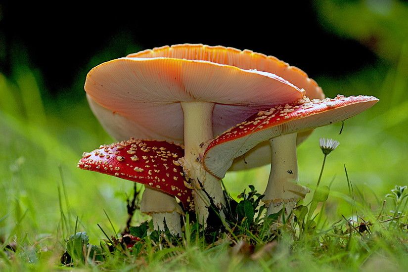 depth of field photography of red and orange mushrooms