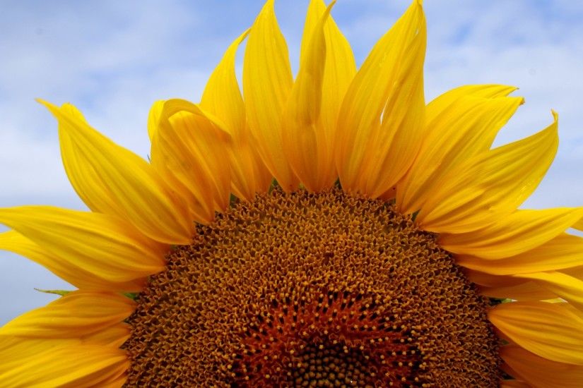 sunflower free backgrounds desktop