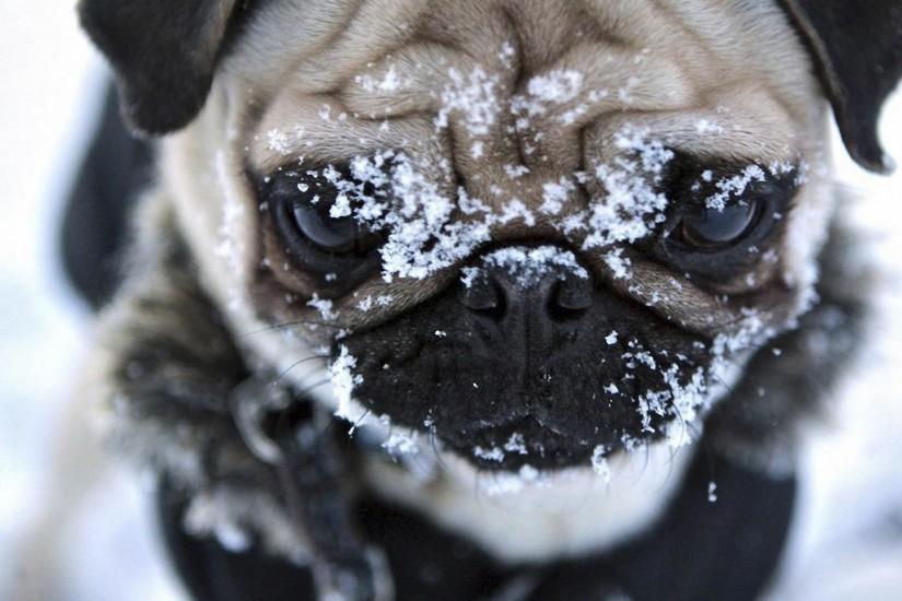 face of a pug wallpapers and images - wallpapers, pictures, photos .