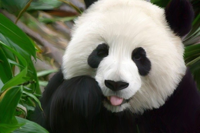 baby panda images
