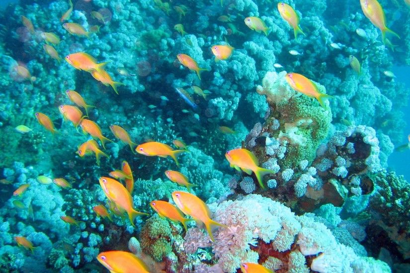 underwater aquarium reef wallpaper