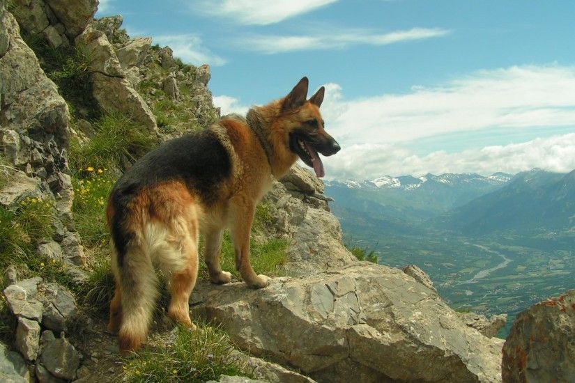 Download German Shepherd Dog Wallpaper #2864 (10381) Full Size .