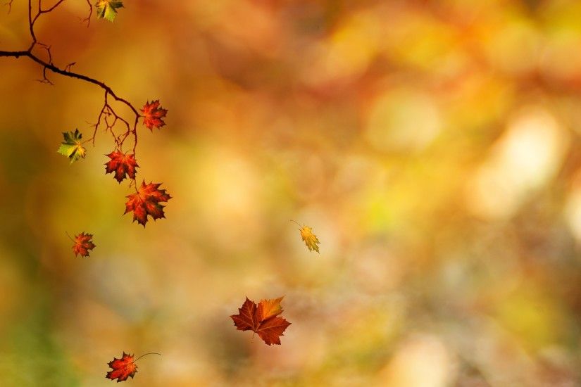 fall-leaves-background-6016-6285-hd-wallpapers-1
