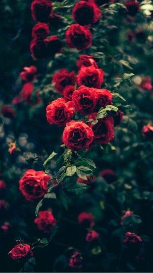 Beautiful Garden Red Roses Flowers #iPhone #6 #plus #wallpaper