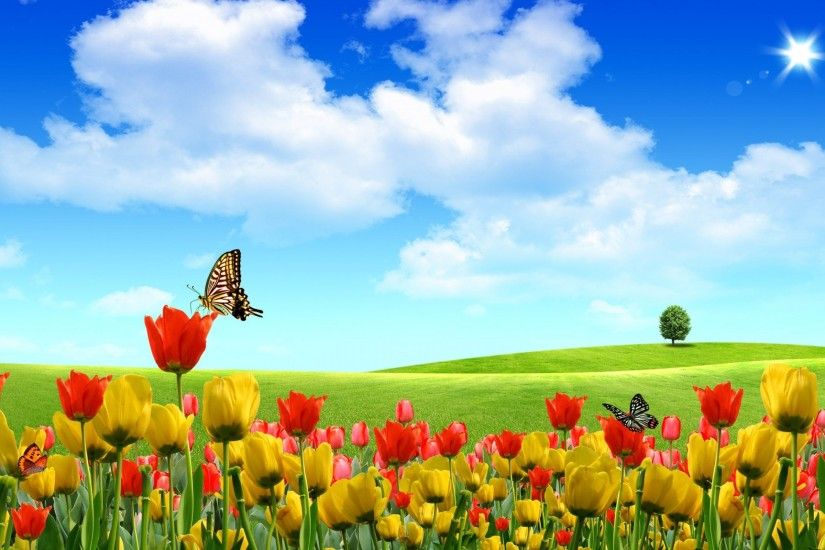 Flower Field Tulip Flower Wallpaper - The Wallpaper Desktop