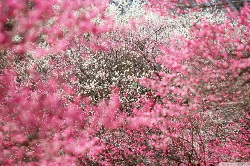 cherry blossom wallpaper 1920x1080 hd 1080p