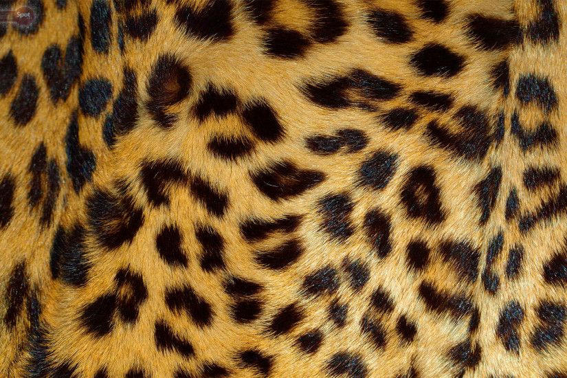Best Leopard Wallpapers and Backgrounds