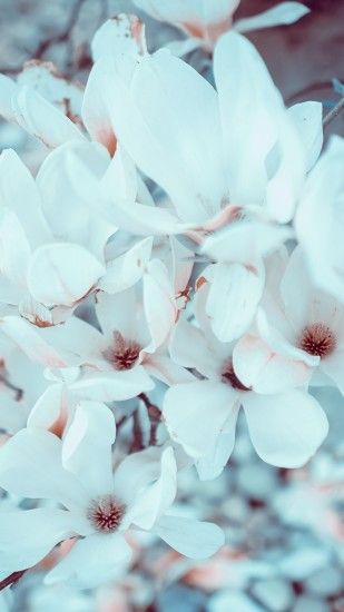 Free Magnolia Flowers phone wallpaper by csmhoward