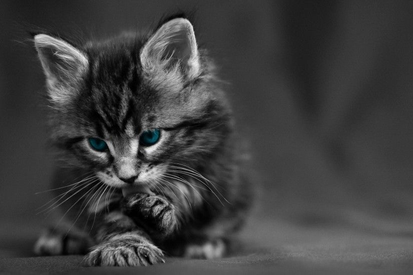 Preview wallpaper cat, black white, blue, eyes, baby, beautiful 1920x1080