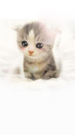 ... Cute Scottish Fold Kitten iPhone 6 Plus HD Wallpaper