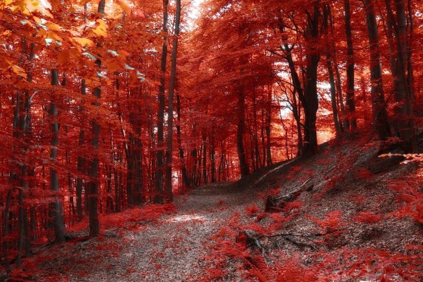 Autumn red forest Wallpapers | Pictures