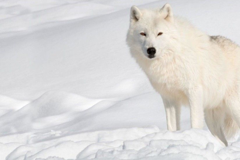 Wallpapers For > Arctic Wolf Wallpapers
