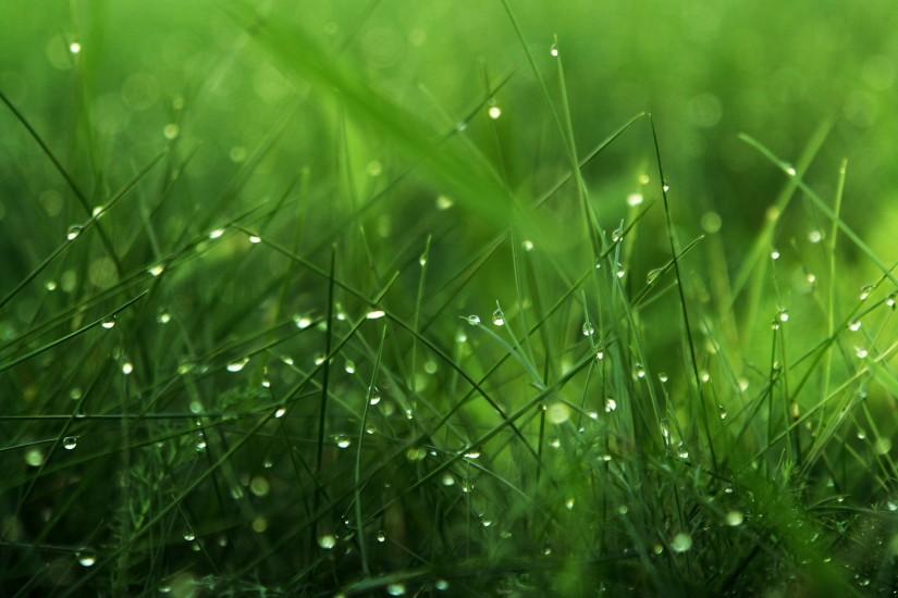 grass background 1920x1200 for hd 1080p