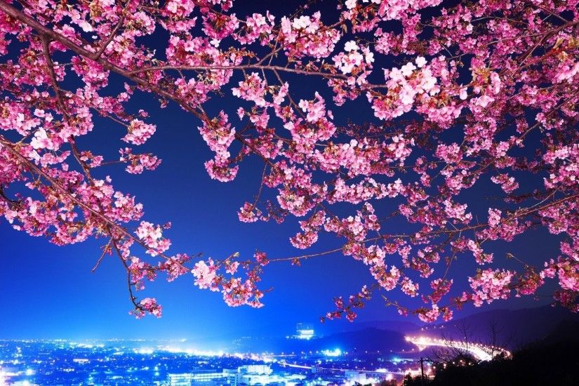 Anime <b>Cherry Blossom Wallpaper</b> - WallpaperSafari
