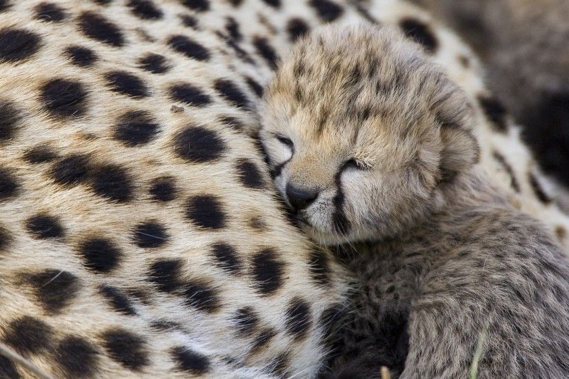 Cute Baby Cheetah Wallpaper 30516