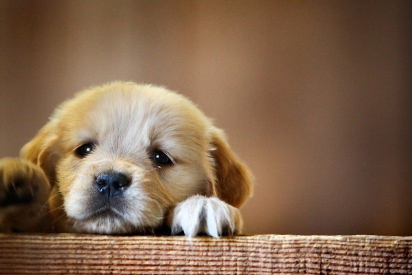 Cute Dogs and Puppies Wallpaper ·① WallpaperTag