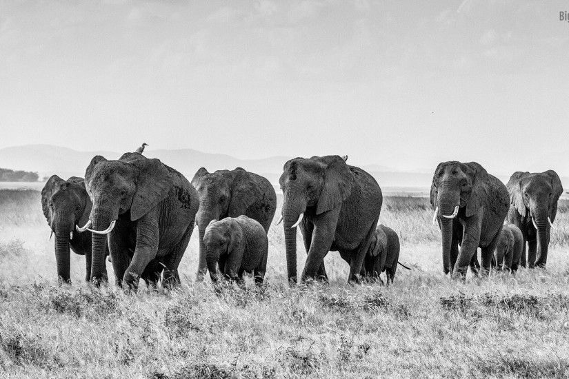 African Elephants desktop wallpaper