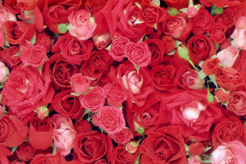 Valentine Weeks Special: Top 500+ Most Beautiful Rose Day Love Wallpapers/  Pictures/ Images/ Photos/ Greetings/ Quotes / Wishes/ Ecard of Rose Day  (Part.1) ...