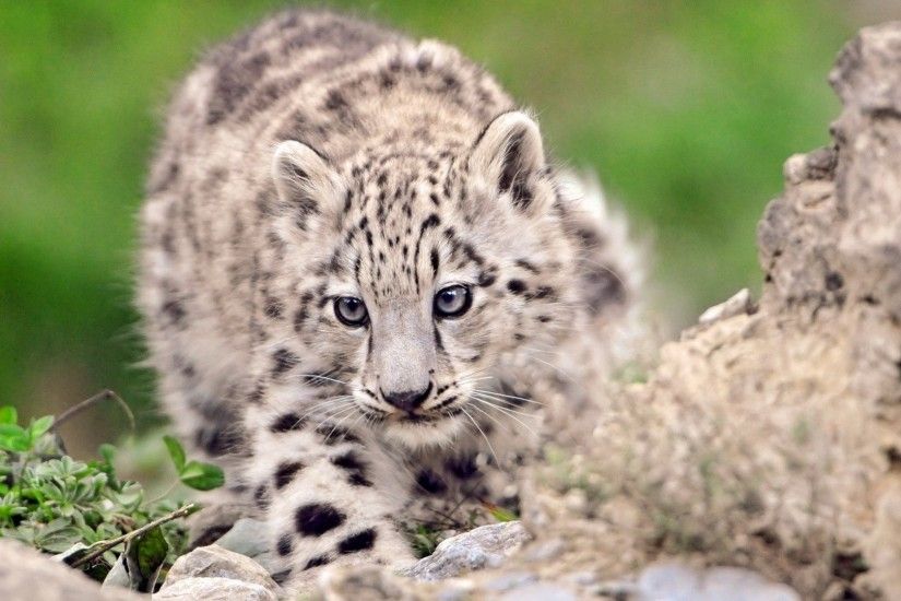 Baby Animals: Pattern Cat Babies Wild Leopard Cub Snow Spots .