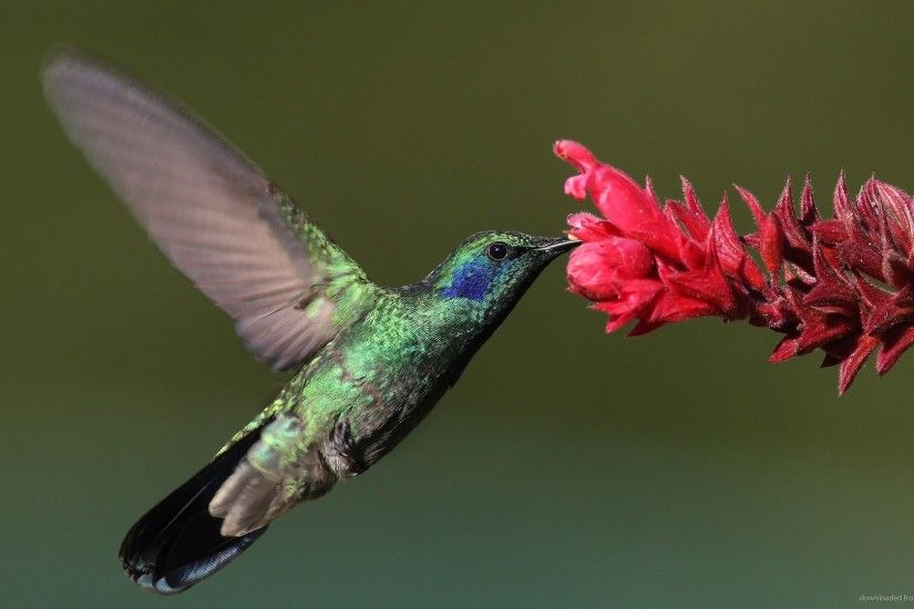 Hummingbird eating nectar picture