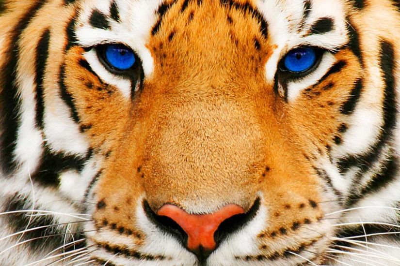 Blue eyes of Tiger free wallpaper