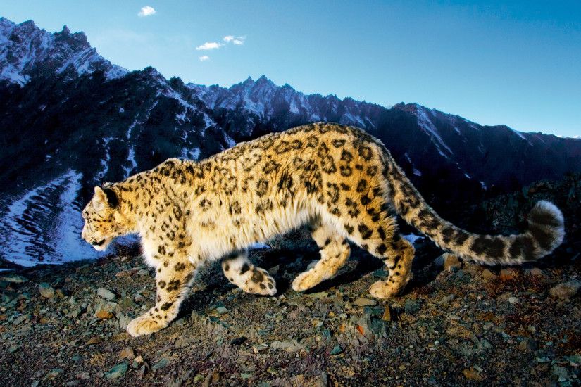 Prowling Snow Leopard