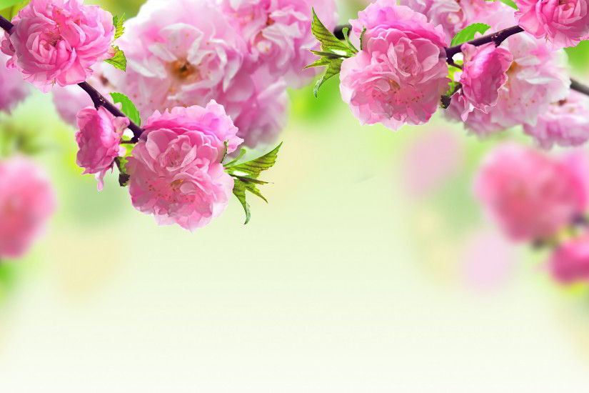 Spring flowers background Wallpaper in