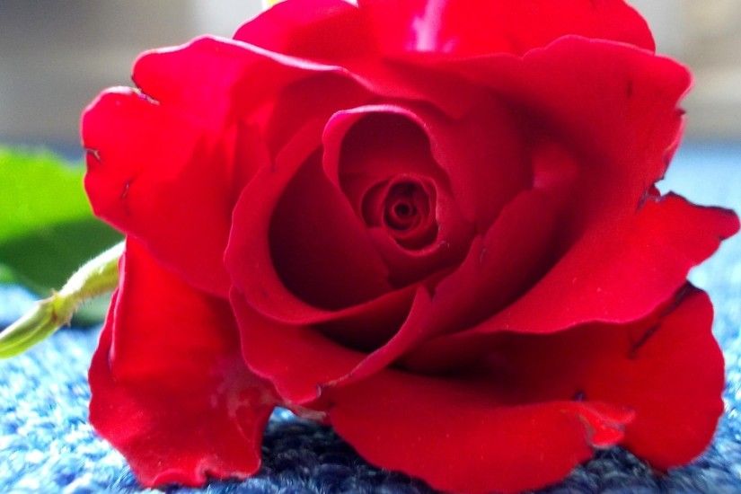 HD wallpaper red rose