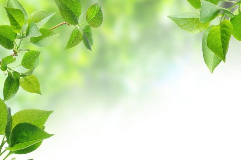 Green Leaves Wallpapers) – Free Backgrounds and Wallpapers
