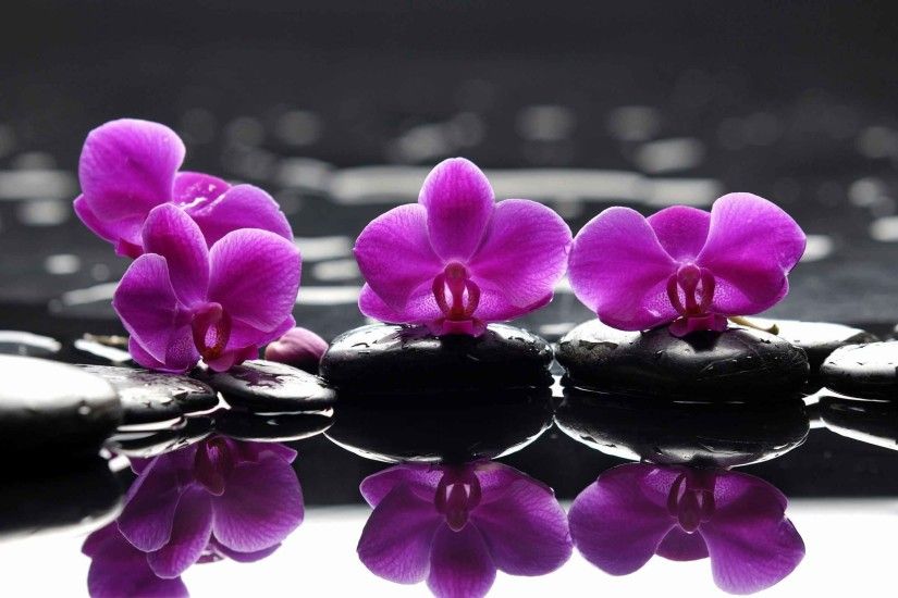 Flowers Purple Orchid Wallpaper Nature HD For PC