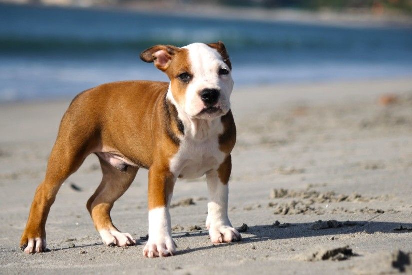Cute Pitbull Puppies Wallpaper - WallpaperSafari