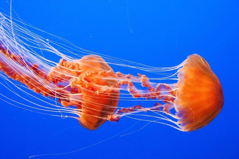 Pretty Jellyfish Wallpaper