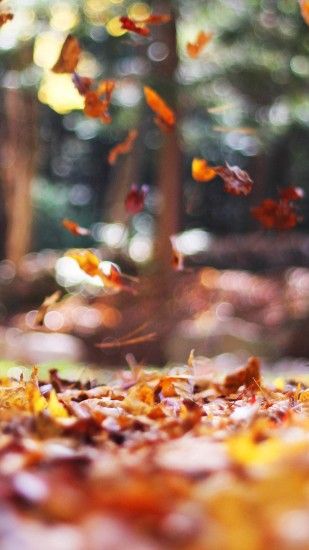 Fall Leaves Nature Tree Year Sad iPhone 6 wallpaper