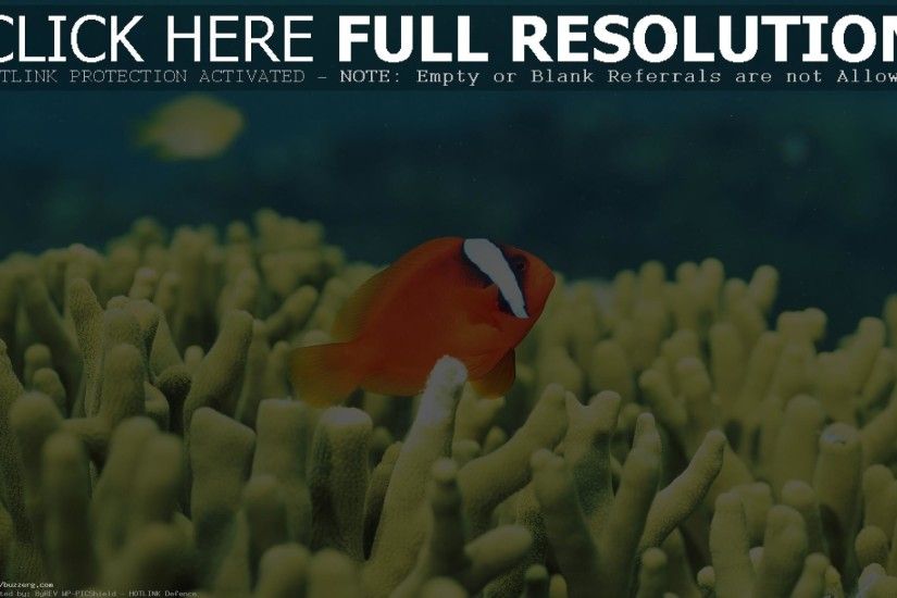 Red Sea Fish (id: 157430)