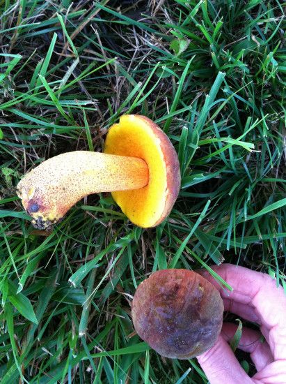 "Find of the Day!" Bridger found this Morris Bolete - a rare and. “