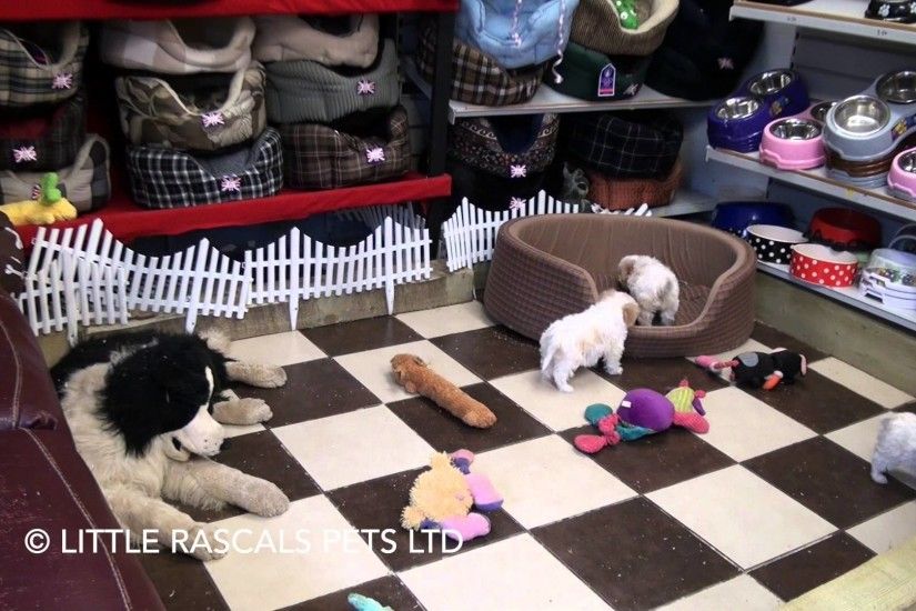 Little Rascals Uk breeders New litter of Cavachon pups - Puppies for Sale  2016
