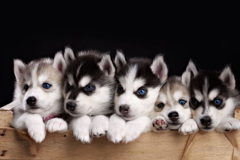 Husky Puppy Wallpapers Phone