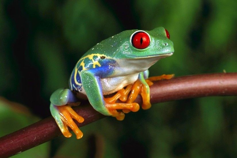 frog, Animals, Amphibian, Red Eyed Tree Frogs Wallpapers HD / Desktop and  Mobile Backgrounds