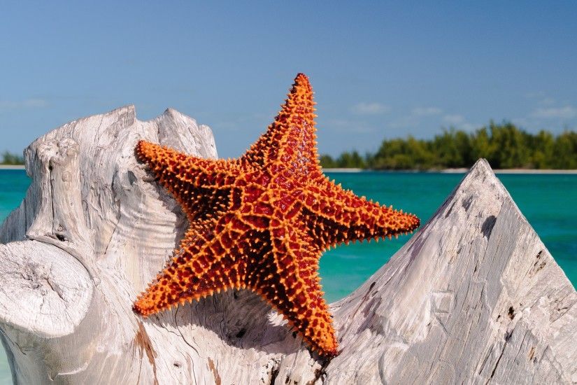 Starfish 4K UHD Wallpaper