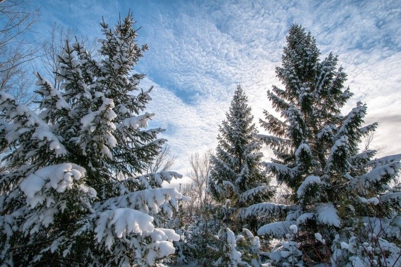 Heavy snow on the tall pine trees wallpaper 1920x1200 jpg