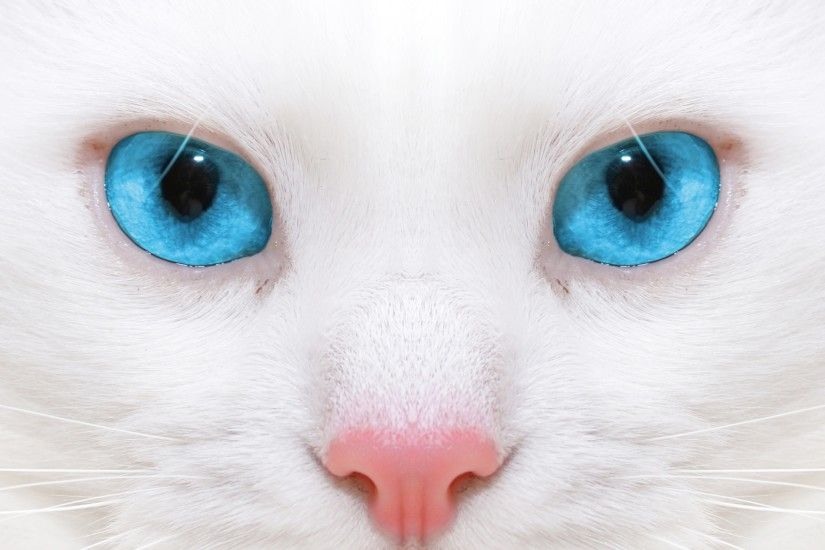 3840x2160 Wallpaper beautiful, white cat, kitten, close-up