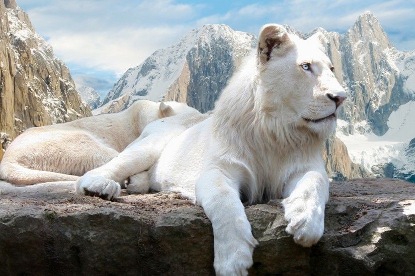 Preview wallpaper lion, rock, mountain, albino, lie 2560x1440