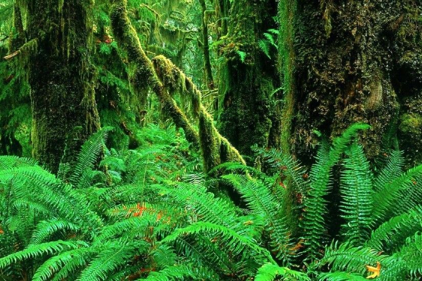 1 landscapes jungle forest woods ferns moss plants green wallpaper  background