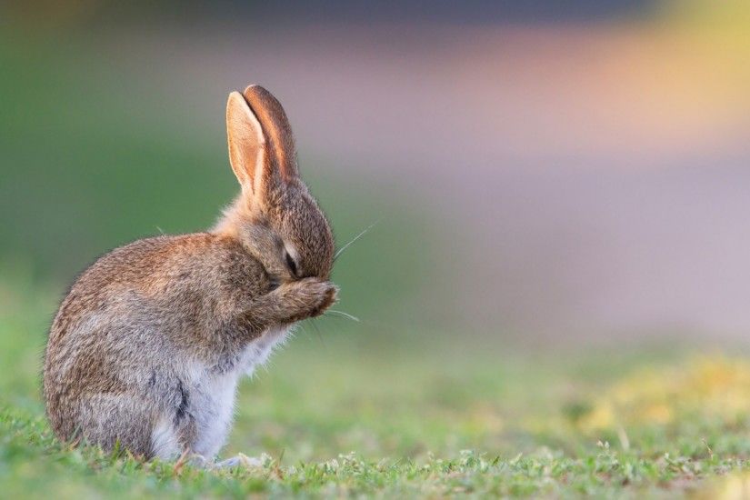 Animal - Rabbit Cute Animal Bunny Wallpaper