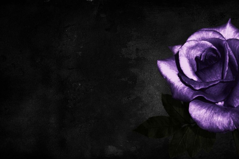 Purple Rose on Black Background | 1920 x 1200 | Download | Close