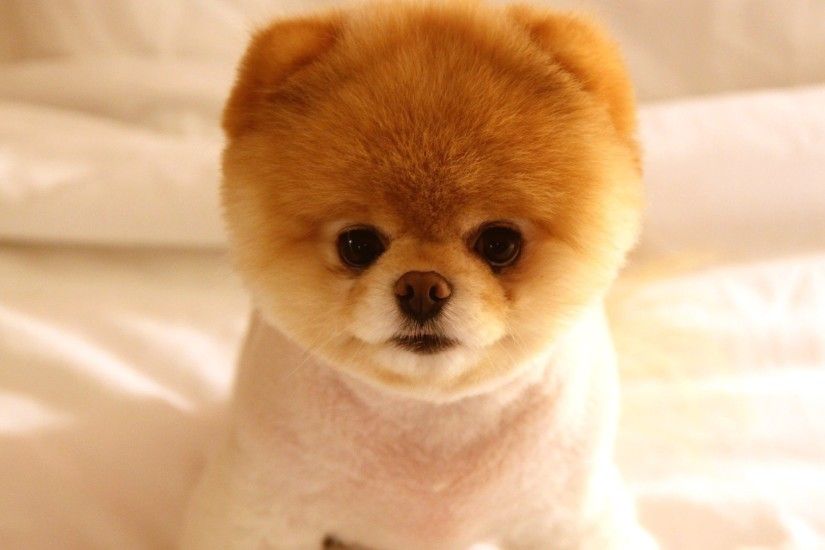 Description: Download Cute Dog Boo Cute Animals
