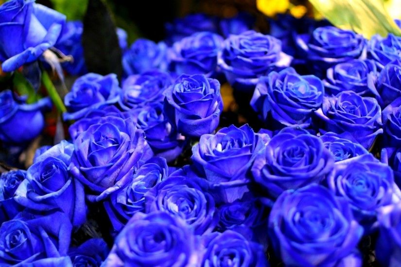 blue rose flowers wallpaper 10536